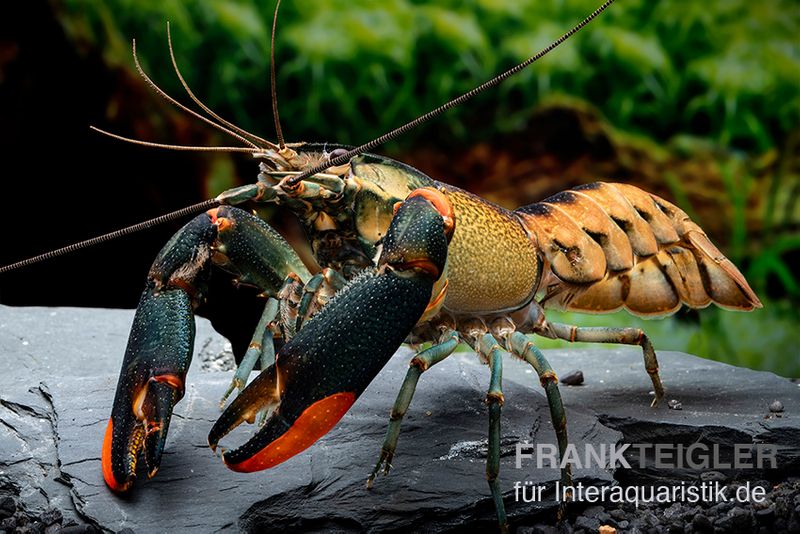 Schwarzer Tigerkrebs, Cherax sp. "Black Tiger", Zufällig ausgewählt