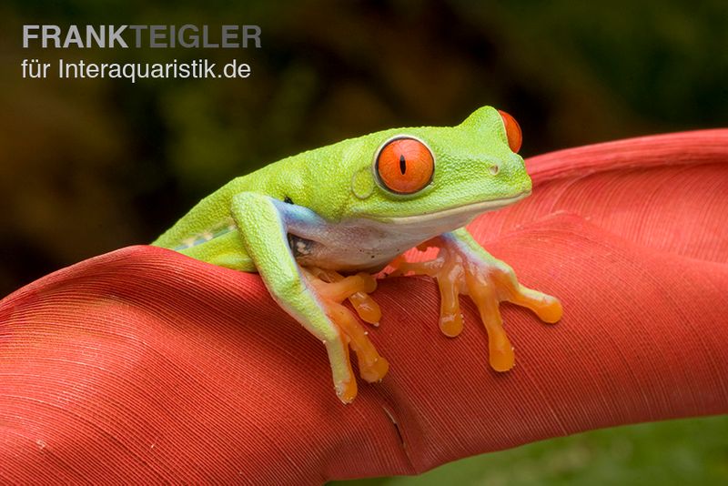 Rotaugenlaubfrosch, Agalychnis callidryas DNZ