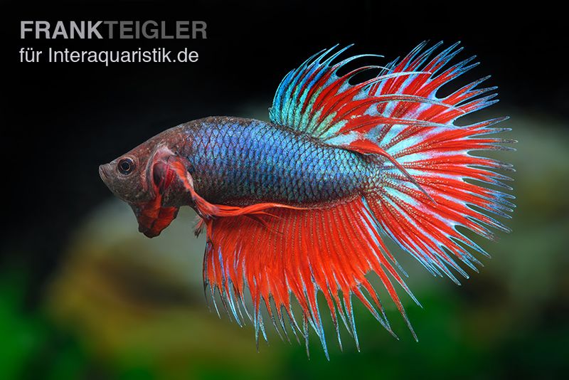 Crown Tail Kampffisch rotblau, Männchen, Betta splendens