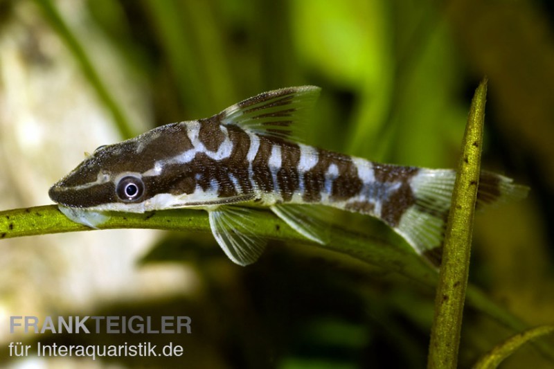 Zebra-Otocinclus, Otocinclus cocama