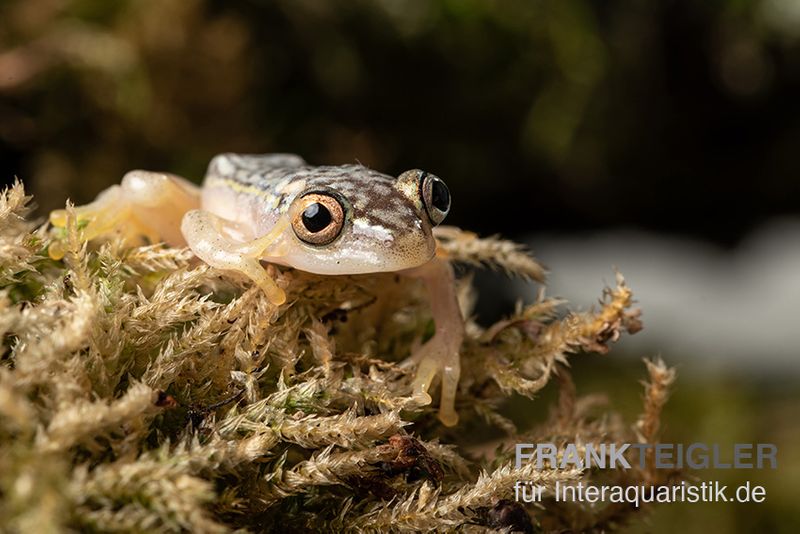 Gelbpunktriedfrosch, Heterixalus alboguttatus