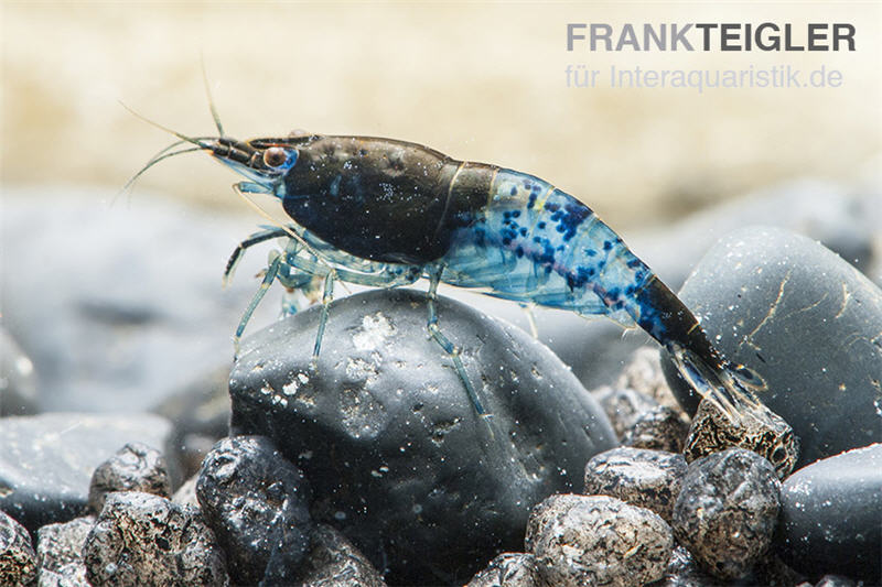 Blue Rili Shrimp, Neocaridina davidi