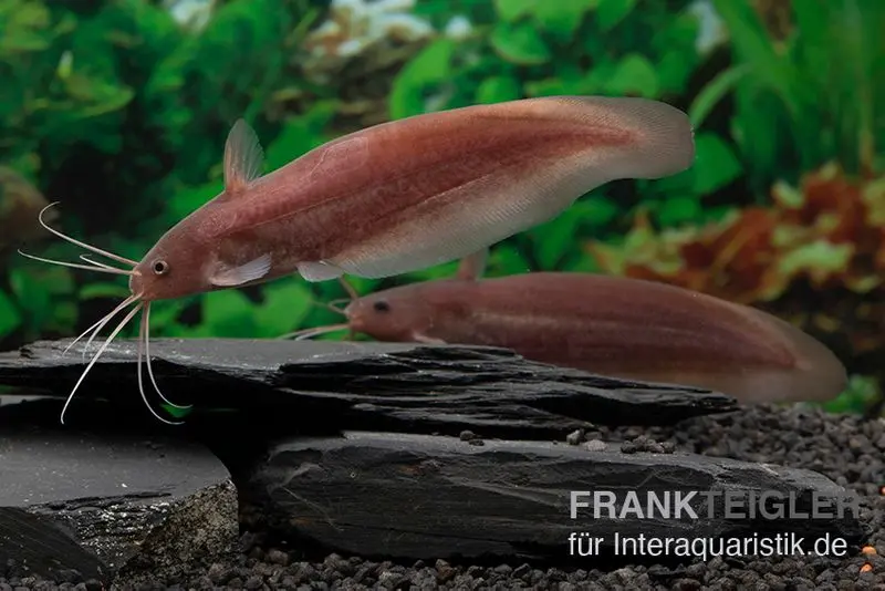 Schwarzer Wels, Neosilurus ater, 10-12 cm