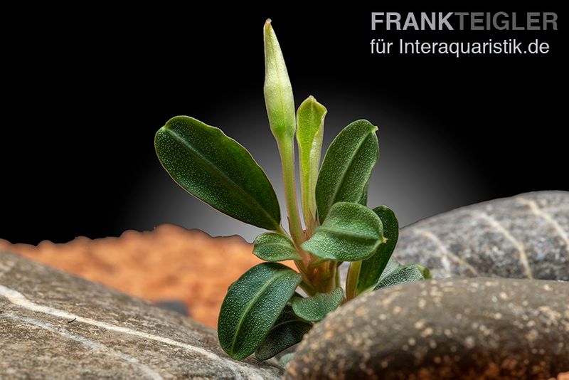 Bucephalandra "Phoenix", lose Pflanze