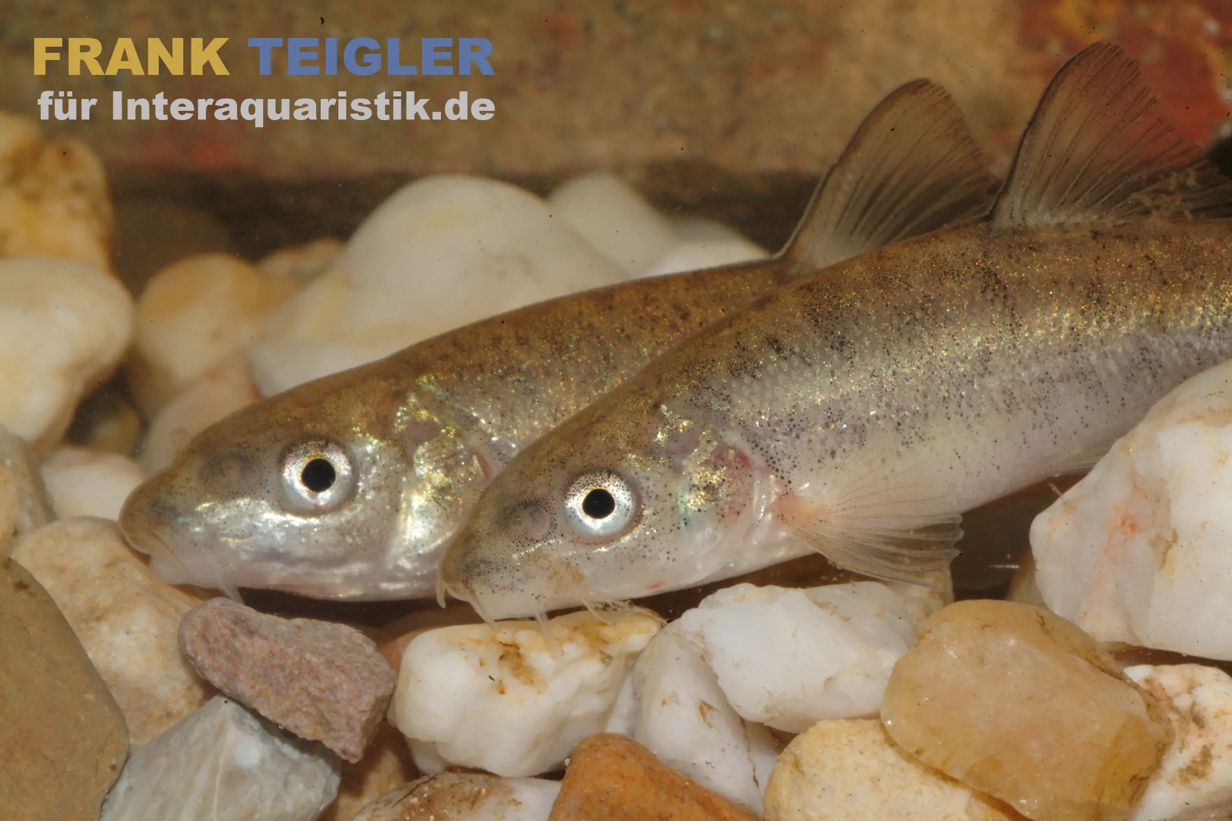 Nahaufnahme zweier Barben (Barbus barbus) 7–10 cm auf Kiesboden; junge Flußbarben mit silbrig-braunem Schimmer, dorsaler Flosse und Barteln – Produktbild für Kaltwasserhaltung, Verkauf (PREIS)