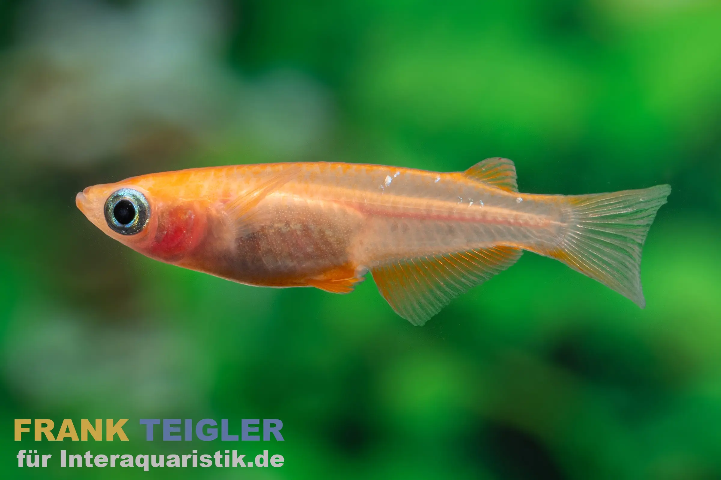 Medaka Red Emperor, Oryzias latipes Red Emperor