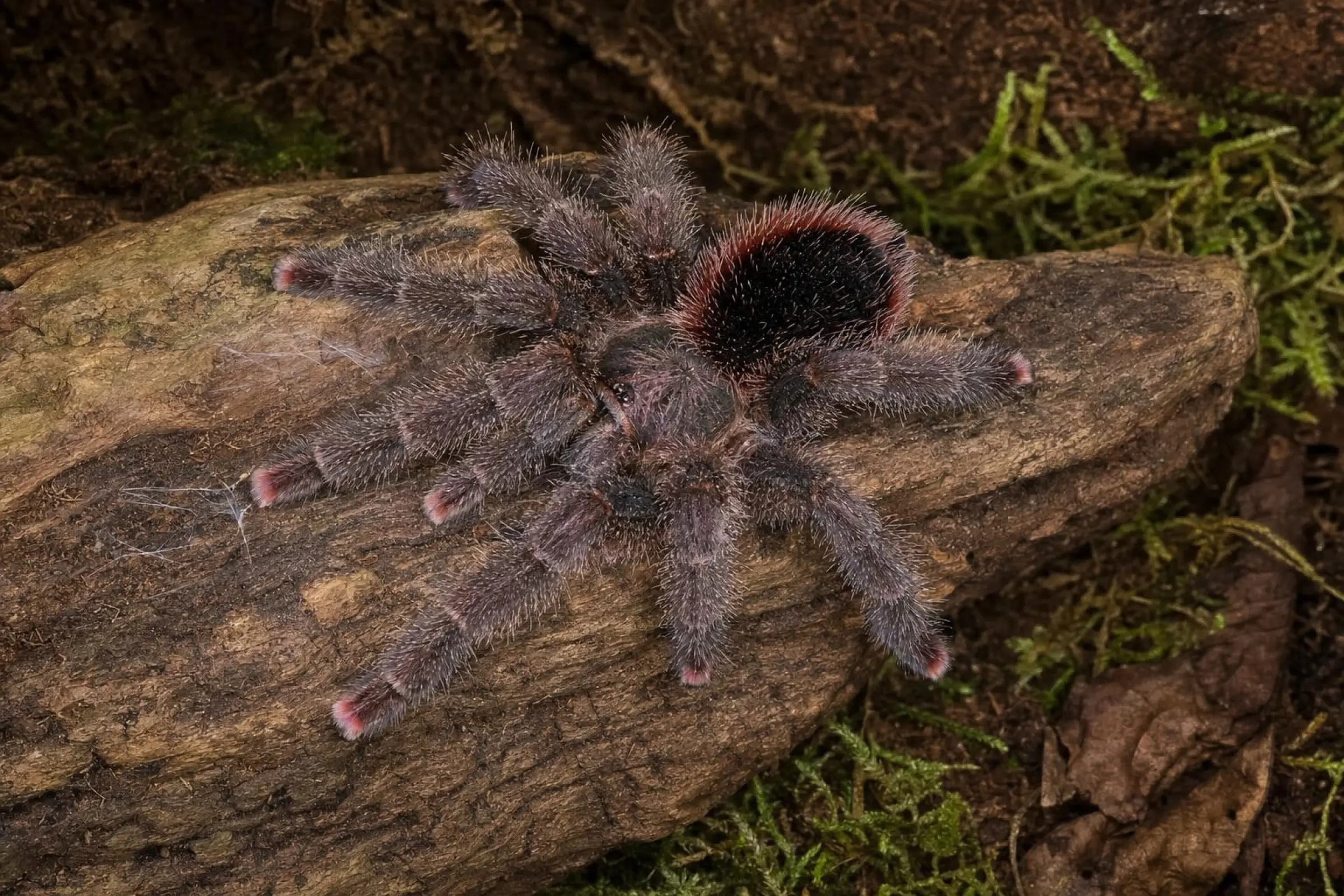 Bunte Baumvogelspinne aus Nachzucht, Avicularia bicegoi