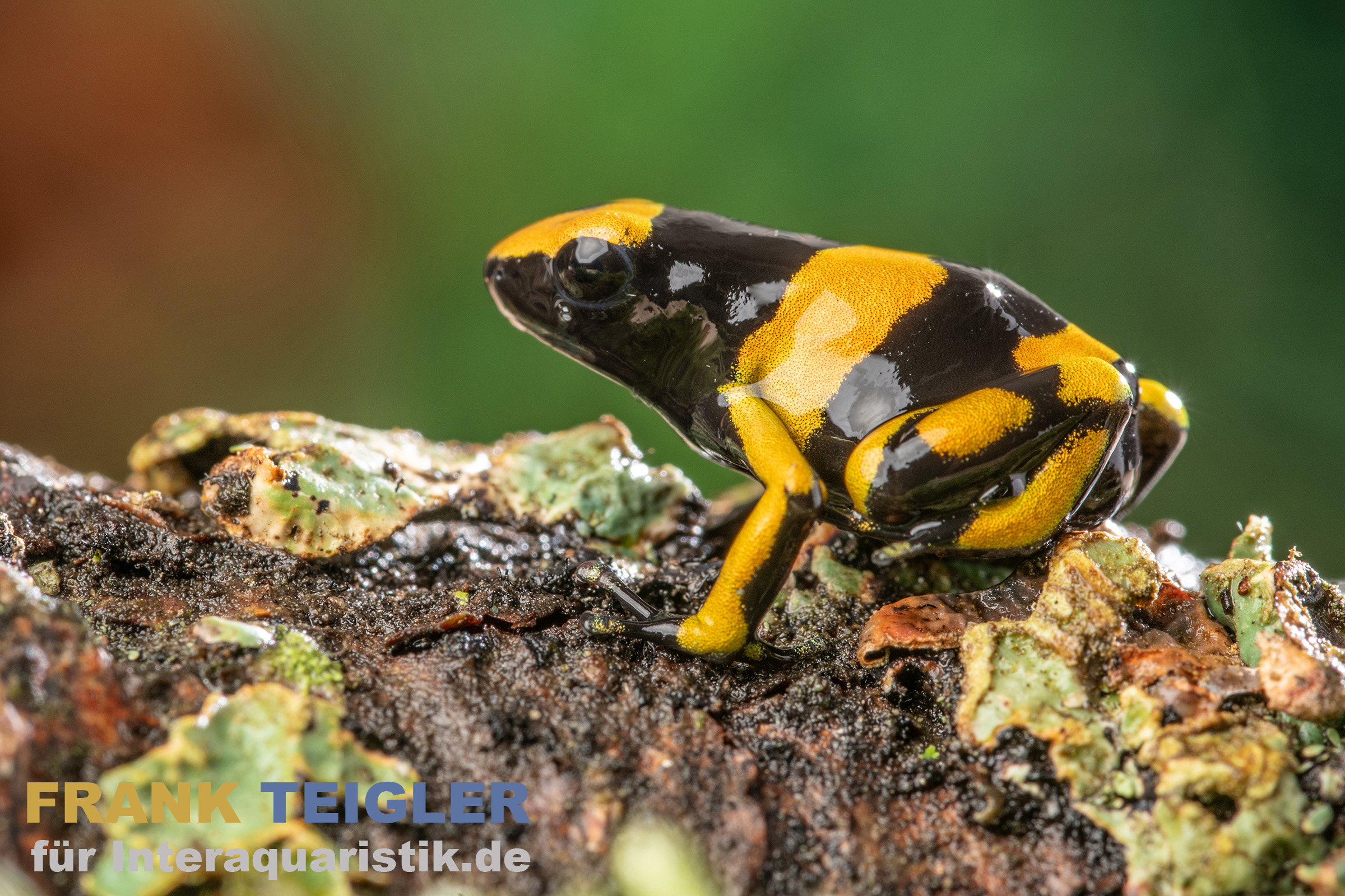 Gelbband-Pfeilgiftfrosch, Dendrobates leucomelas Delta Amacuro