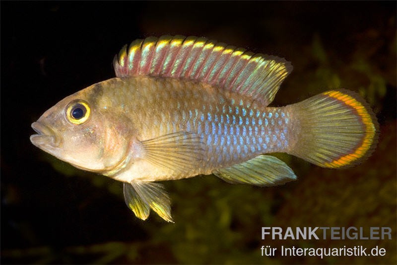 Panda-Zwergbuntbarsch, Apistogramma nijsseni, paarweise