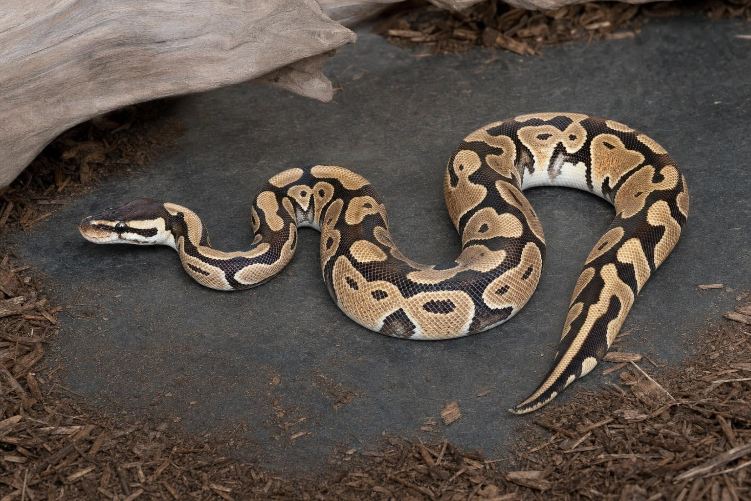 Pastell-Königspython het. Ghost, Python regius