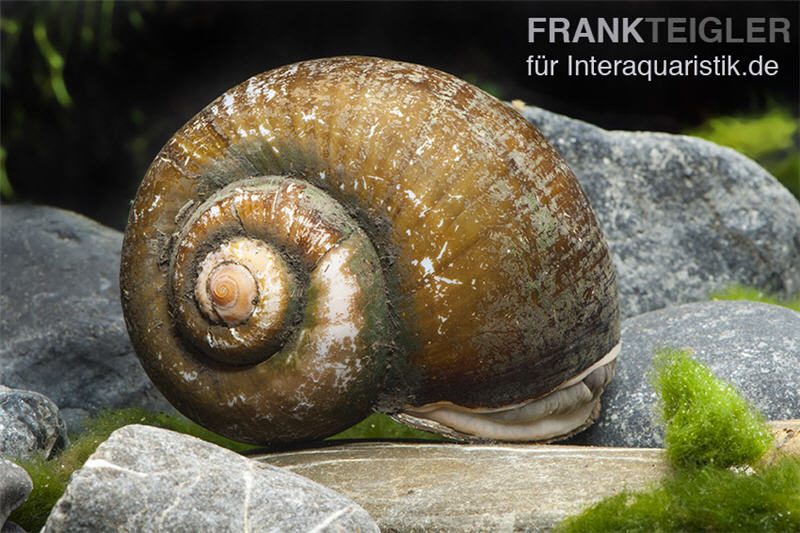 Afrikanische Riesen-Apfelschnecke, Pila wernei