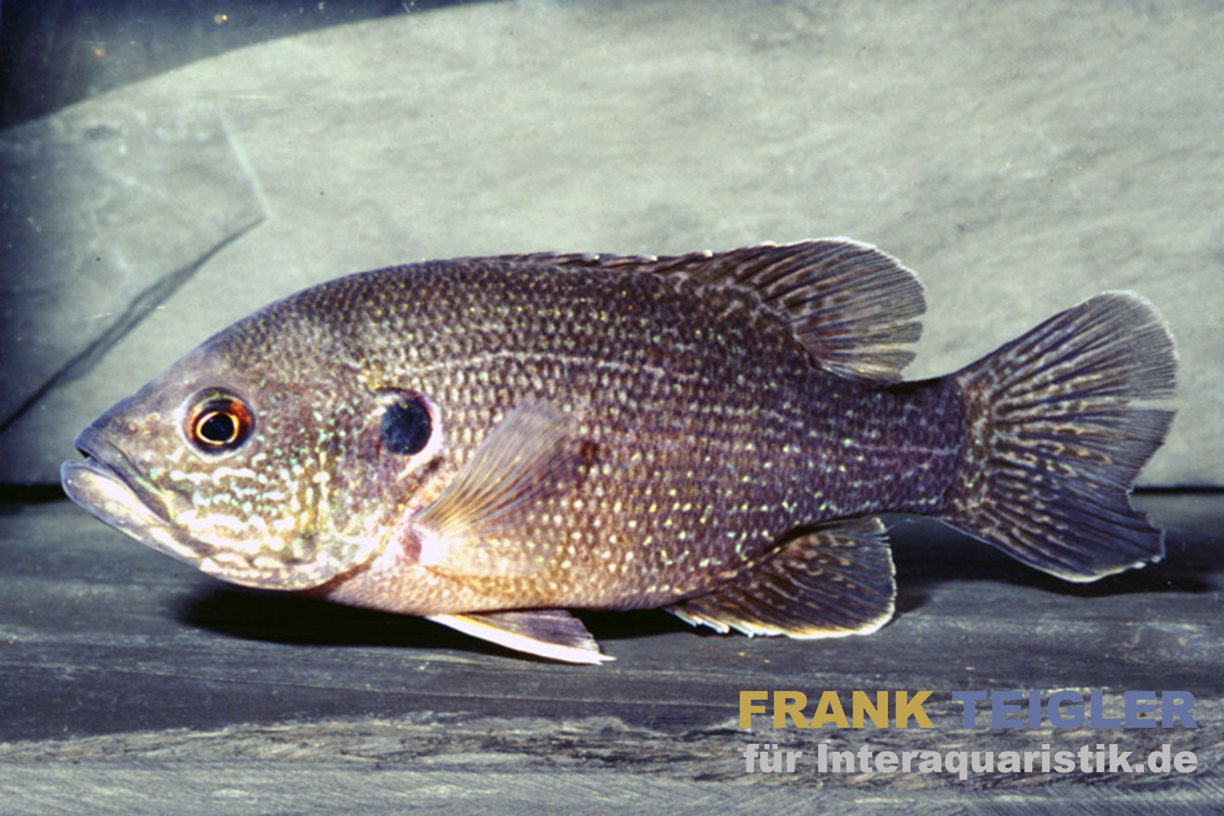 Seitliche Aufnahme eines Pfauenaugenbarsch (Centrarchus macropterus) mit markantem Augenfleck und kräftigem Körperbau; Illustration für Naturteiche und Produktseite Grüner Sonnenbarsch, 8–10 cm, Kaltwasser.