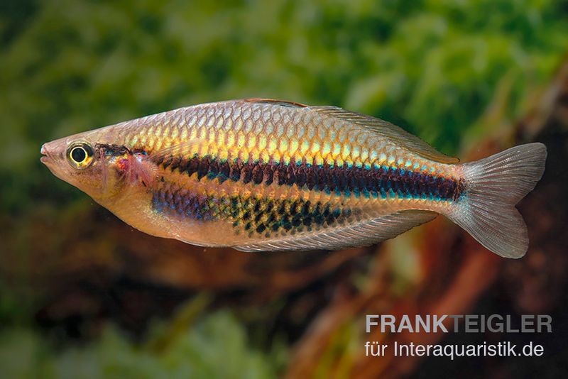 Kaladiri-Regenbogenfisch, Melanotaenia sp. Kaladiri, 5 Tiere