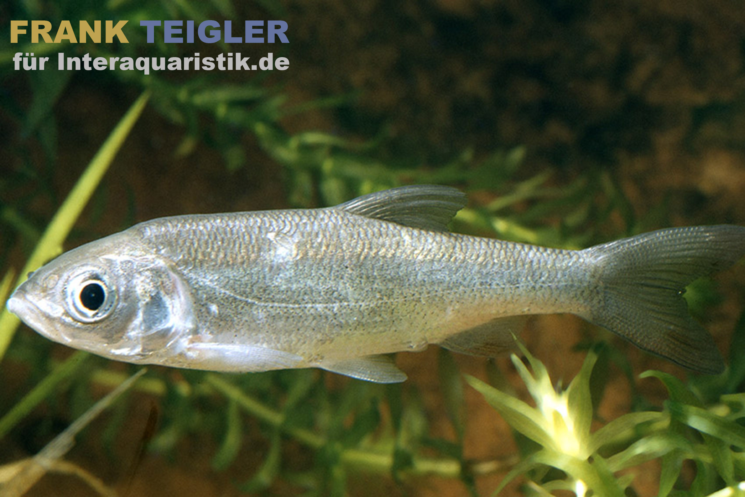 Nahaufnahme eines silbrig-blauen Alands (Leuciscus idus), 7-10 cm, Kaltwasser-Zierfisch im Aquarium/Teich, zeigt Körperform und Schuppen – idealer Schwarmfisch für große Teiche