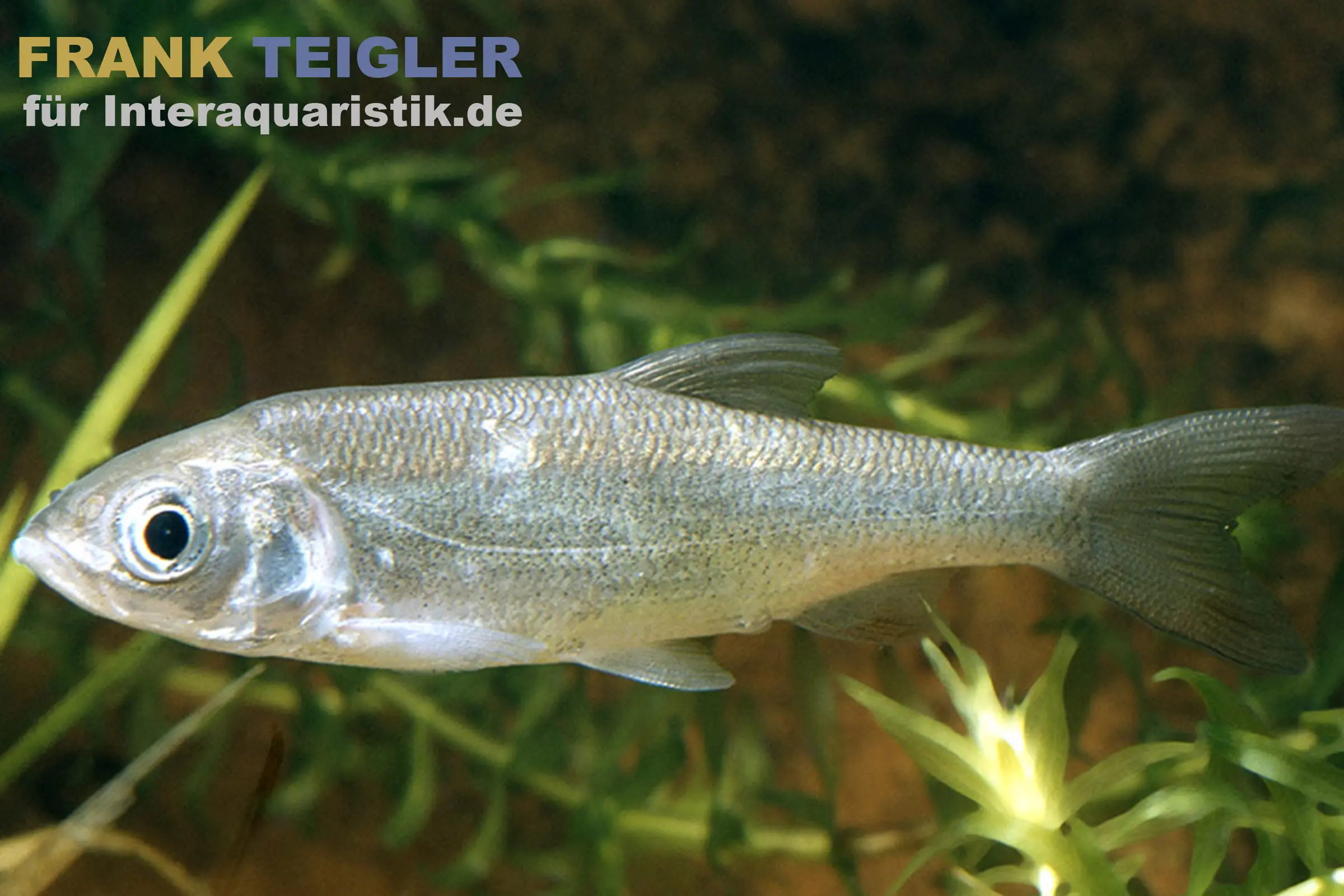 Nahaufnahme eines silbrig-blauen Alands (Leuciscus idus), 7-10 cm, Kaltwasser-Zierfisch im Aquarium/Teich, zeigt Körperform und Schuppen – idealer Schwarmfisch für große Teiche