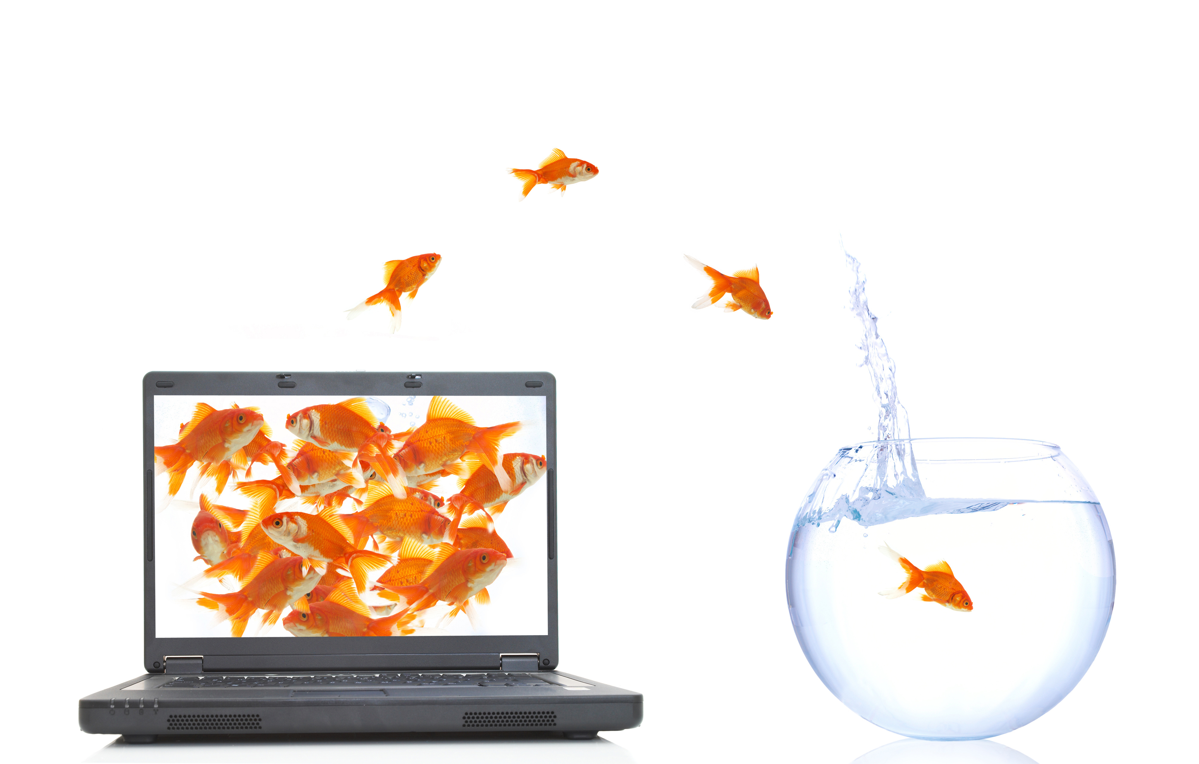 Zierfische online kaufen bei Interaquaristik - Große Auswahl an Aquarienfischen