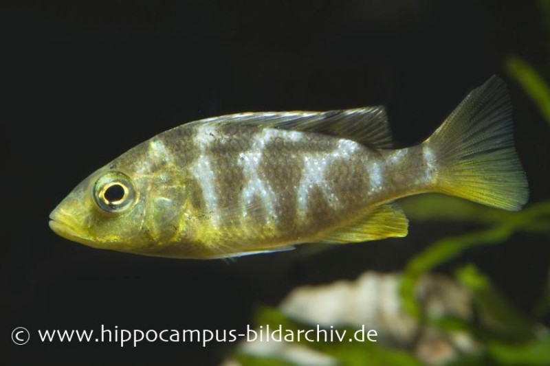 Pfauen-Maulbrüter, Nimbochromis venustus, DNZ