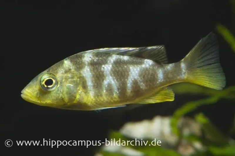 Pfauen-Maulbrüter, Nimbochromis venustus, DNZ (Giraffenbuntbarsch/Schläfer)