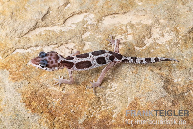 Leopardgecko, Eublepharis macularius, MACK SNOW