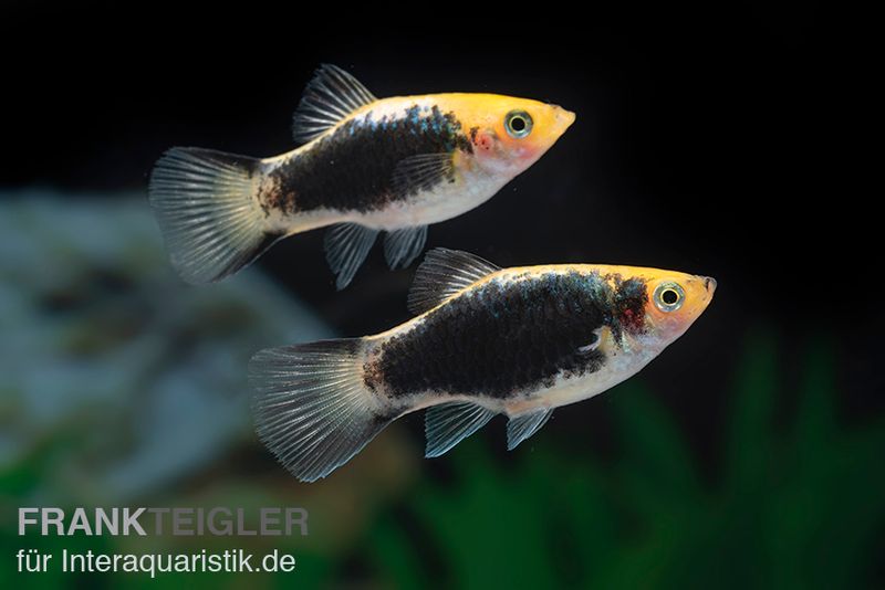 Gelber Tuxedo Komet Platy, Xiphophorus maculatus