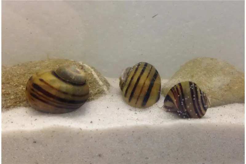 Apfelschnecken-Bundle: 3x Zebra-Apfelschnecke, Asolene spixi