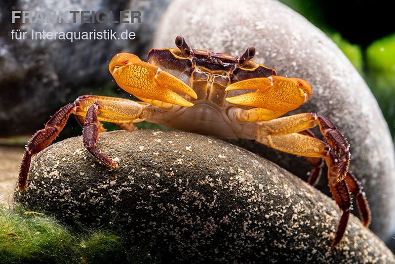 Melonenkrabbe, Thaksinthelphusa yongchindaratae, Zufällig ausgewählt