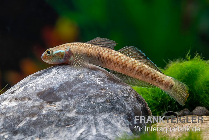 Atratus-Grundel, Stiphodon atratus, 1 Paar