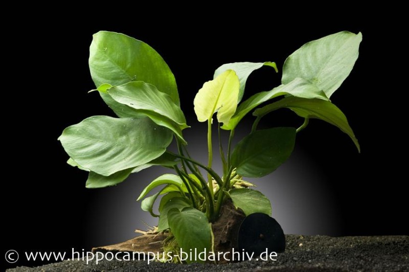 Anubias barteri auf Wurzel mit Sauger