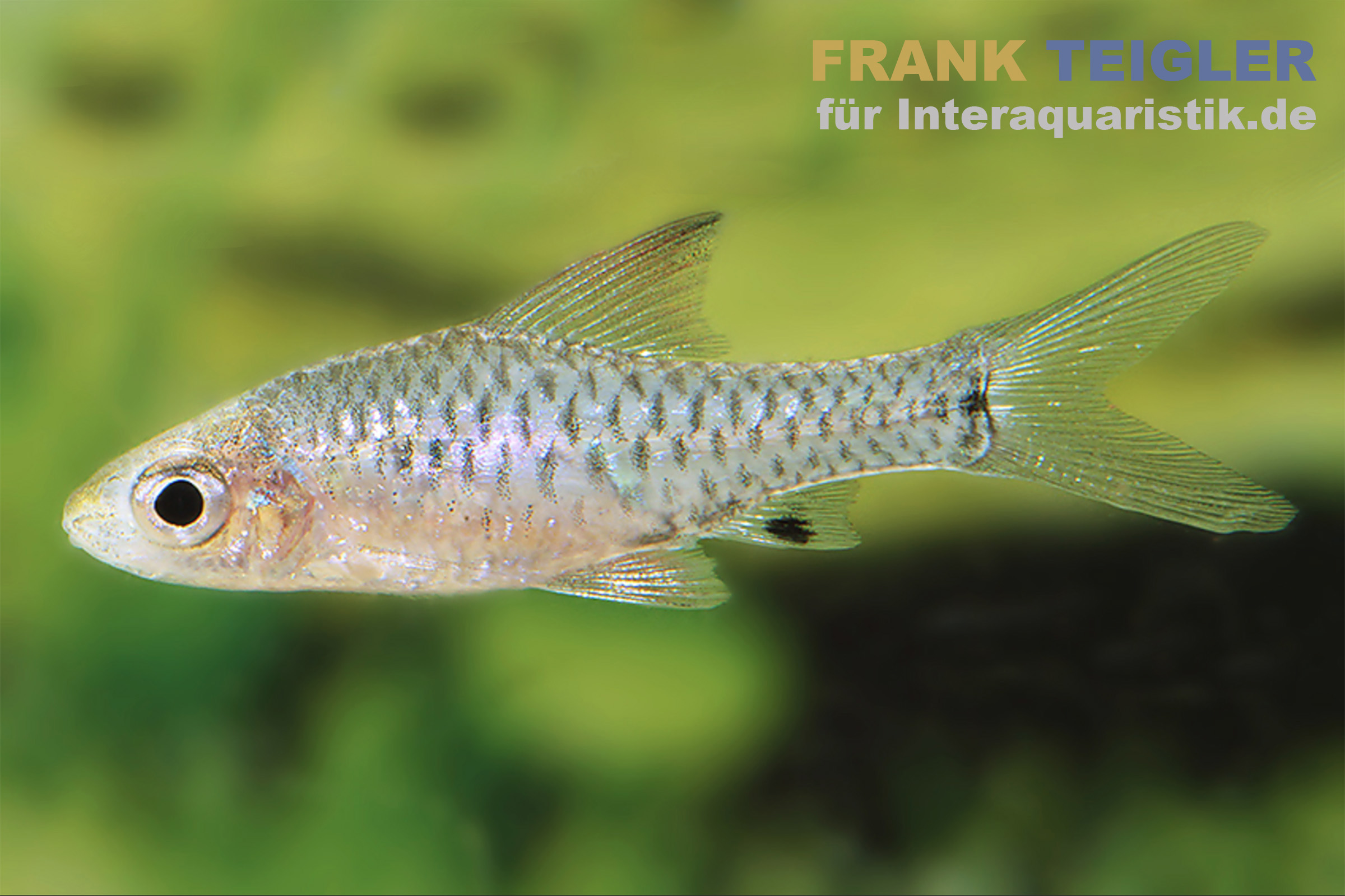 Roloffs Zwergbarbe, Oreichthys parvus (Minifisch)