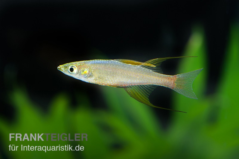 Prachtregenbogenfisch, Iriatherina werneri