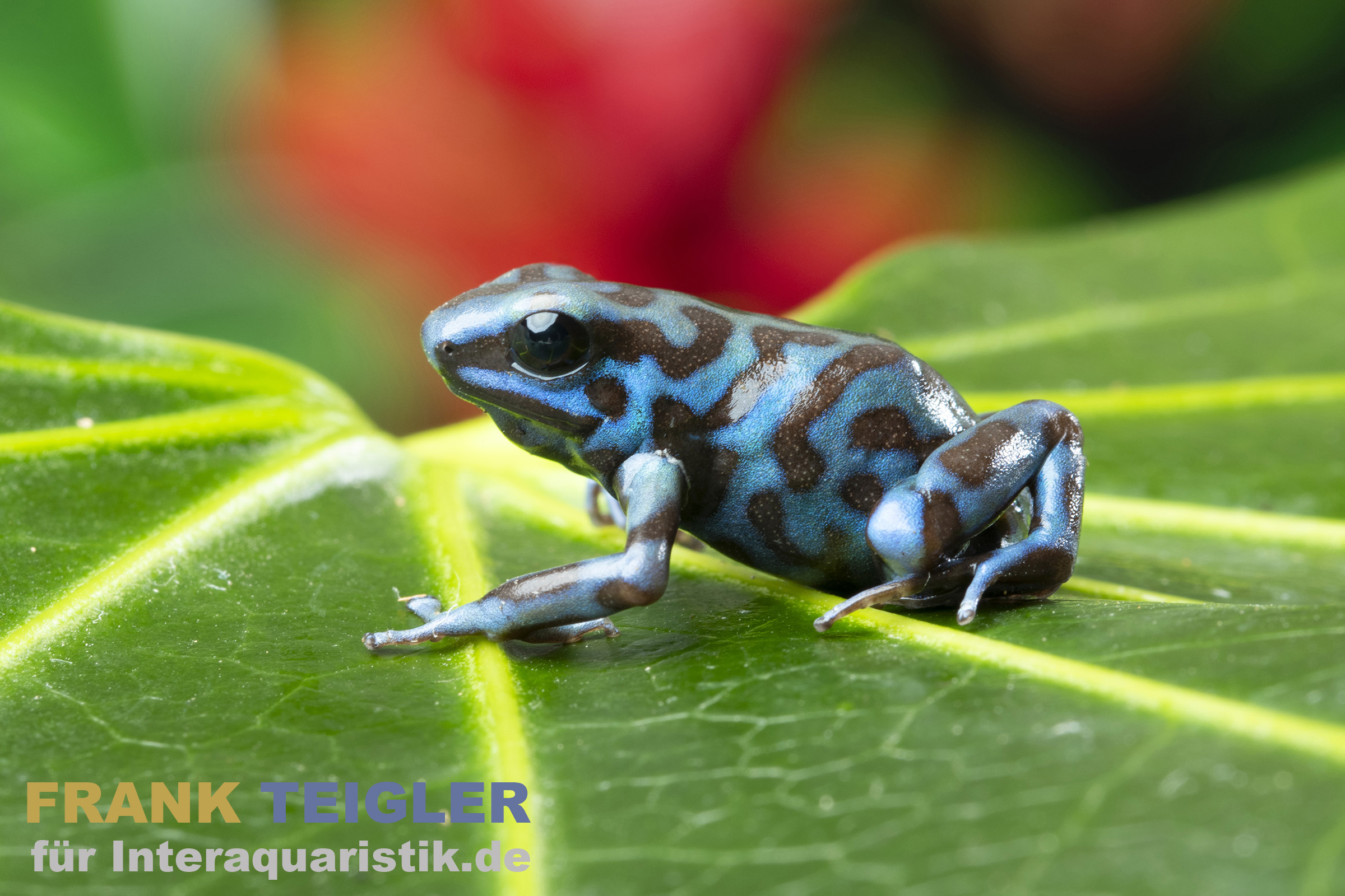 Goldbaumsteiger La Coca, Dendrobates auratus