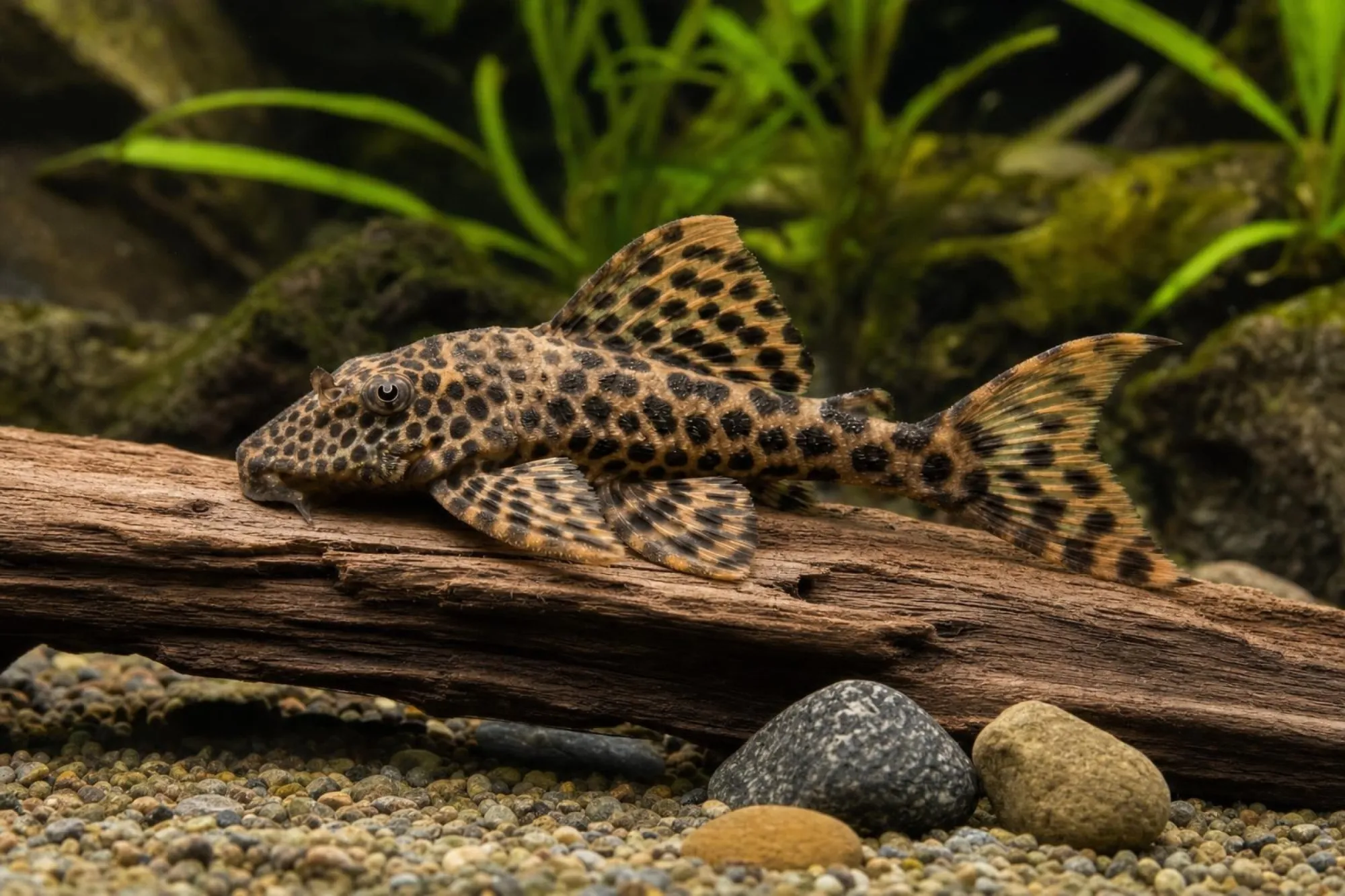 L124 Leopard-Trugschilderwels, Peckoltia cf. sabaji (Ancistomus cf. sabaji)