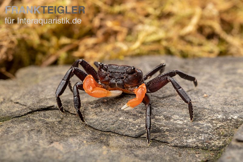 Orangearm-Krabbe, Lepidothelphusa spec. Orange Arm Borneo, Paar (1 Männchen + 1 Weibchen)