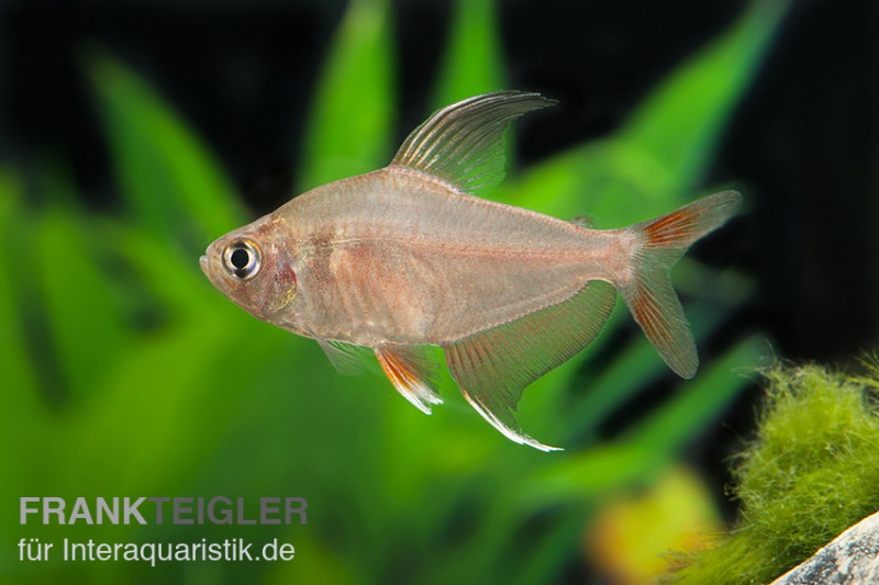 Rosensalmler, Hyphessobrycon rosaceus