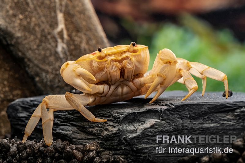 Fire-Crab, Holthuisana cf. lipkei, Paar (1 Männchen + 1 Weibchen)