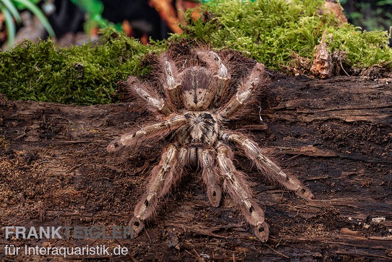 Leopardvogelspinne, Stromatopelma calceatum XL