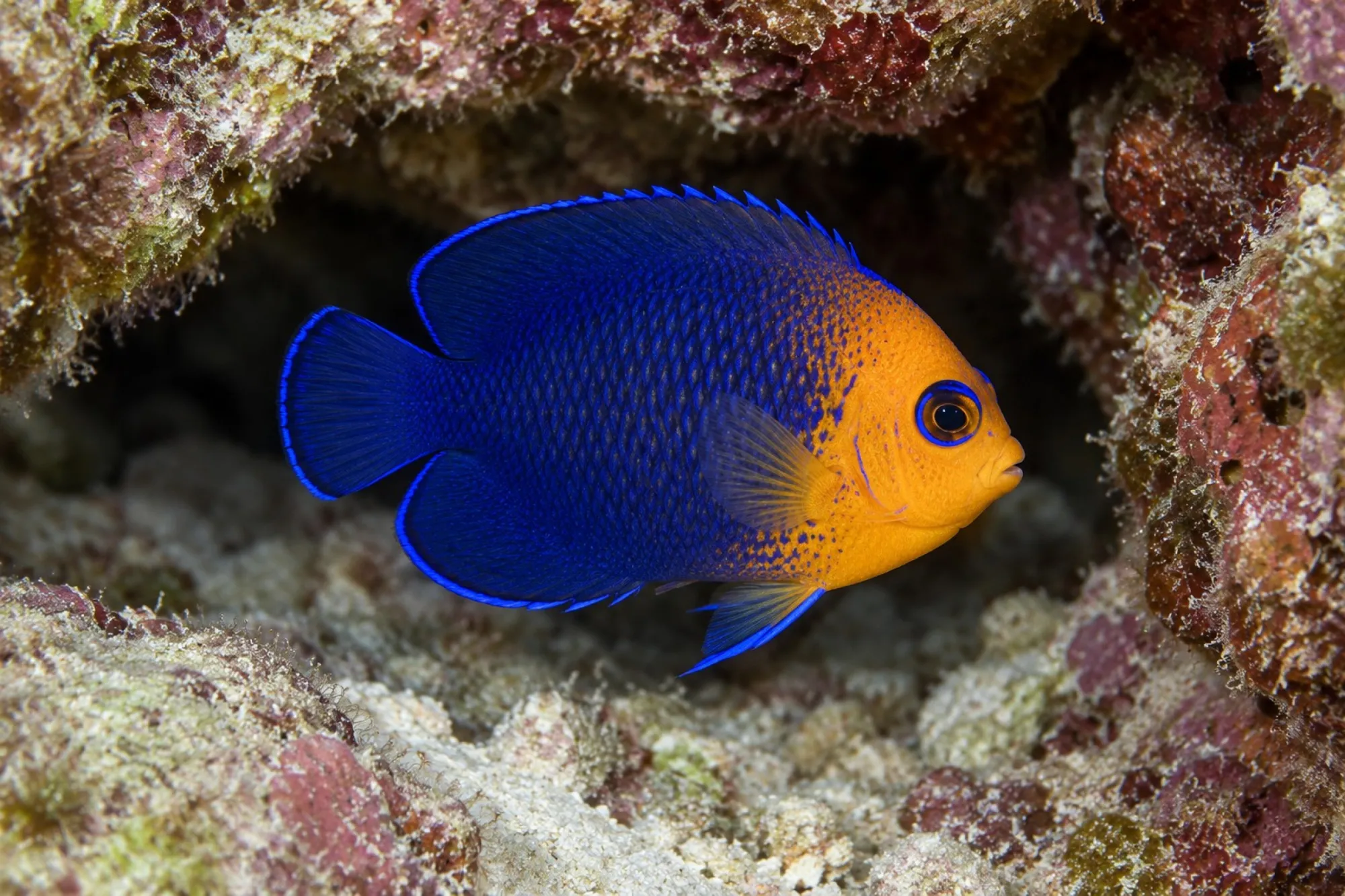 Blauer Zwergkaiserfisch, Centropyge argi, ca. 2,0-3,0 cm