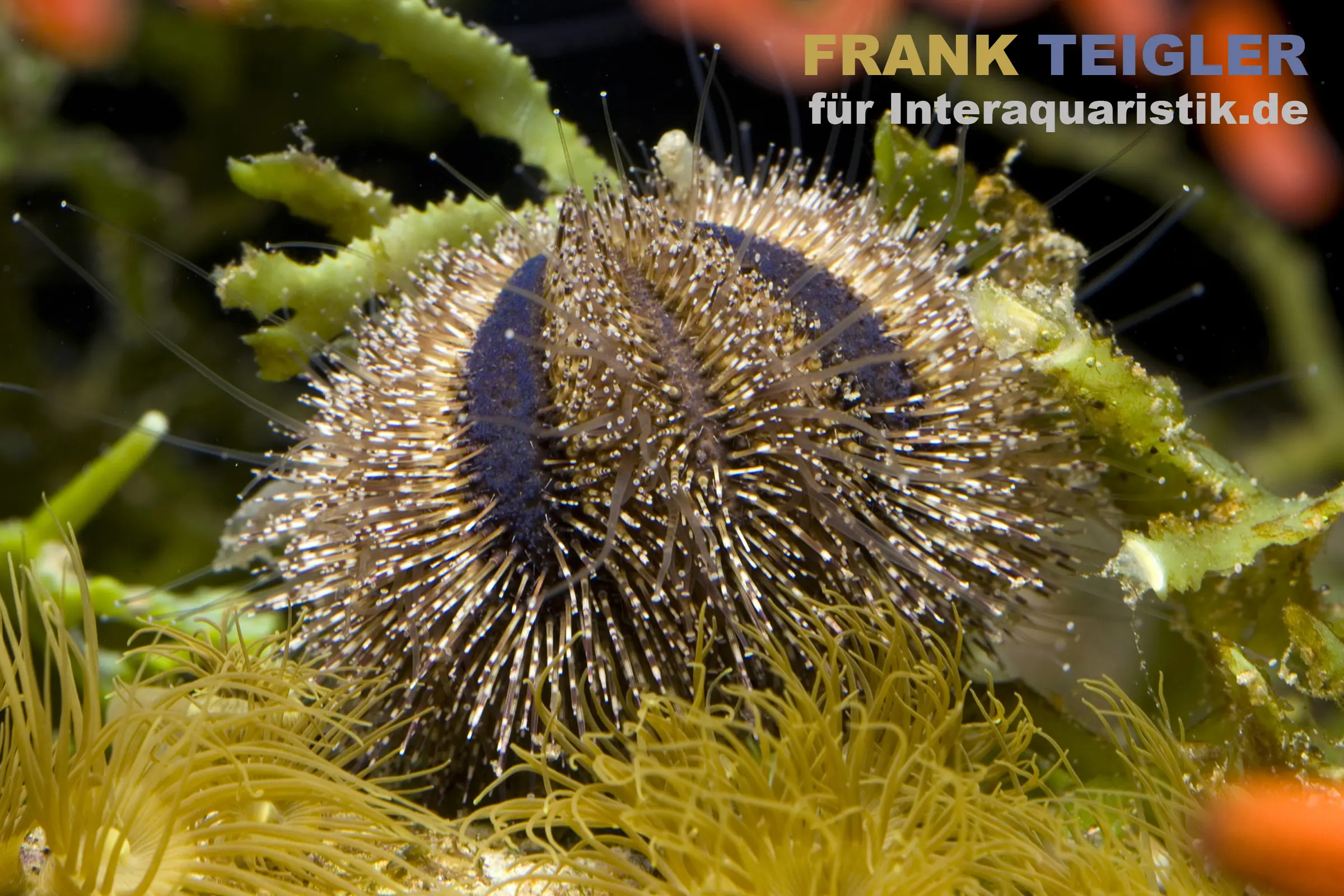 Nahaufnahme eines braunen Seeigels mit zahlreichen hellen, glänzenden Stacheln zwischen grünen Algen und gelben Anemonen