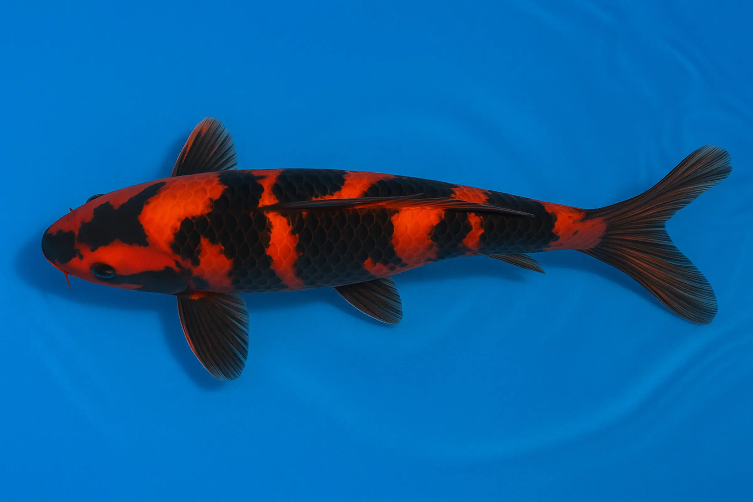 Japan Koi Miyako Tosai Hi Utsuri, Cyprinus carpio, 13-16 cm