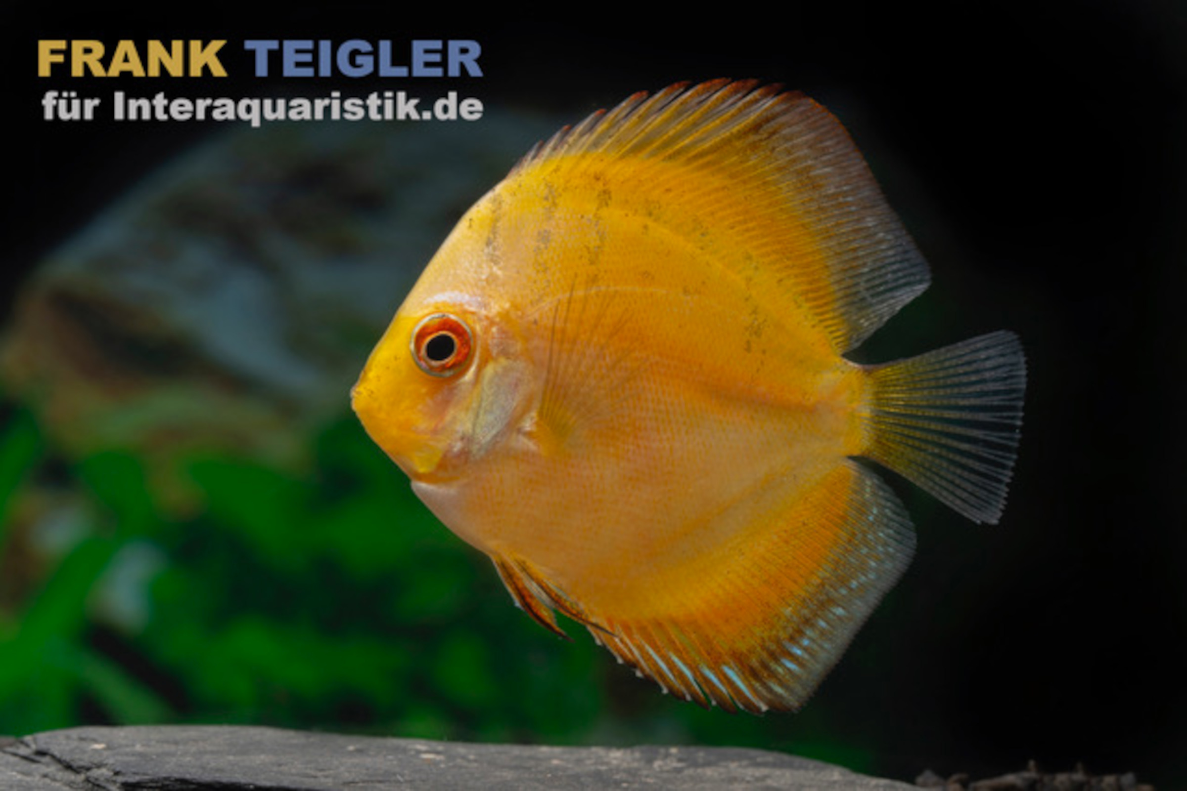 Diskusfisch ASIA-NZ, Symphysodon discus Gelb kaufen