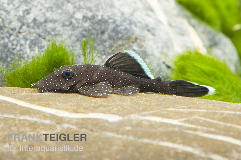 Blauer Antennenwels (echter), Ancistrus dolichopterus L183, 4-6 cm