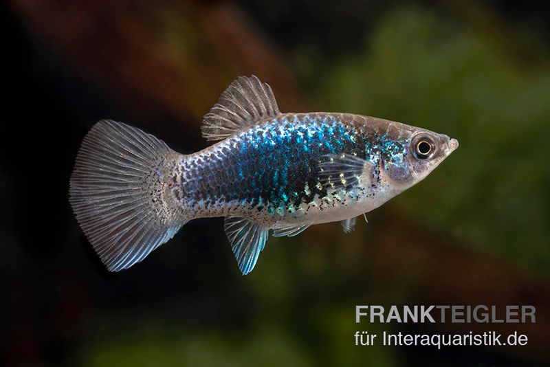 Blauer Tuxedo Platy, Xiphophorus maculatus