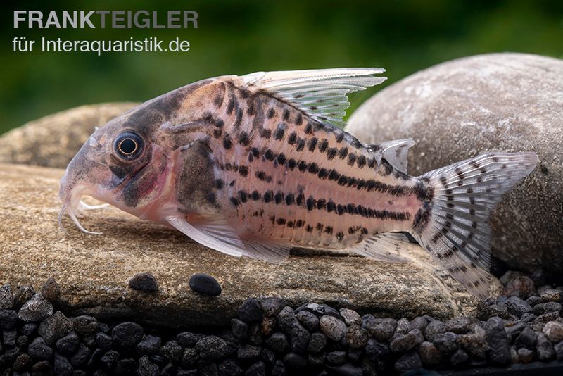 Super-Schwartz Panzerwels, Corydoras sp. „Super Schwartzi Highfin“ CW 28