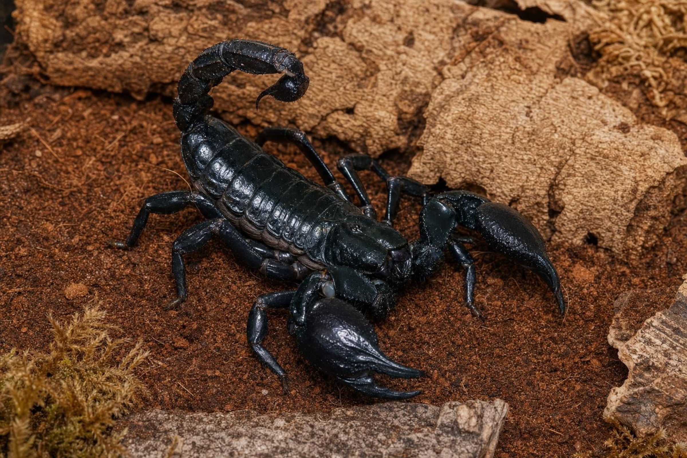Schwarzer Laos-Skorpion, Heterometrus laoticus