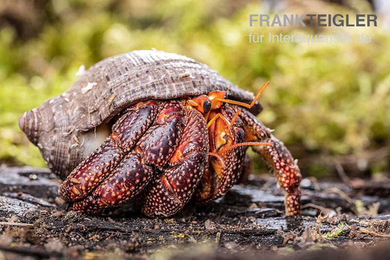 Schwarzer Landeinsiedlerkrebs, Coenobita sp. Black (Größe XL)