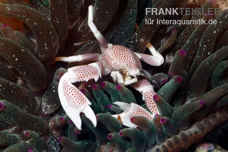 Feintupfen-Porzellankrebs, Neopetrolisthes maculatus (Anemonenkrabbe)