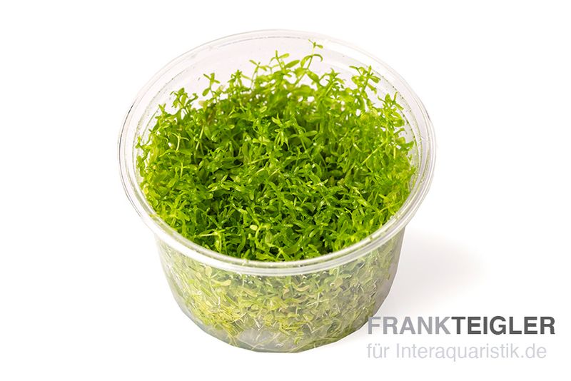 Amerikanisches Perlkraut, Micranthemum glomeratum, In Vitro