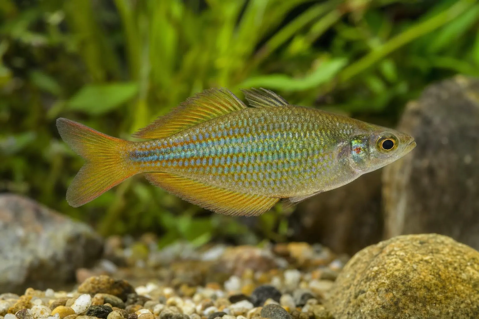 Dreistreifen-Regenbogenfisch „Hapgood River“, Melanotaenia trifasciata