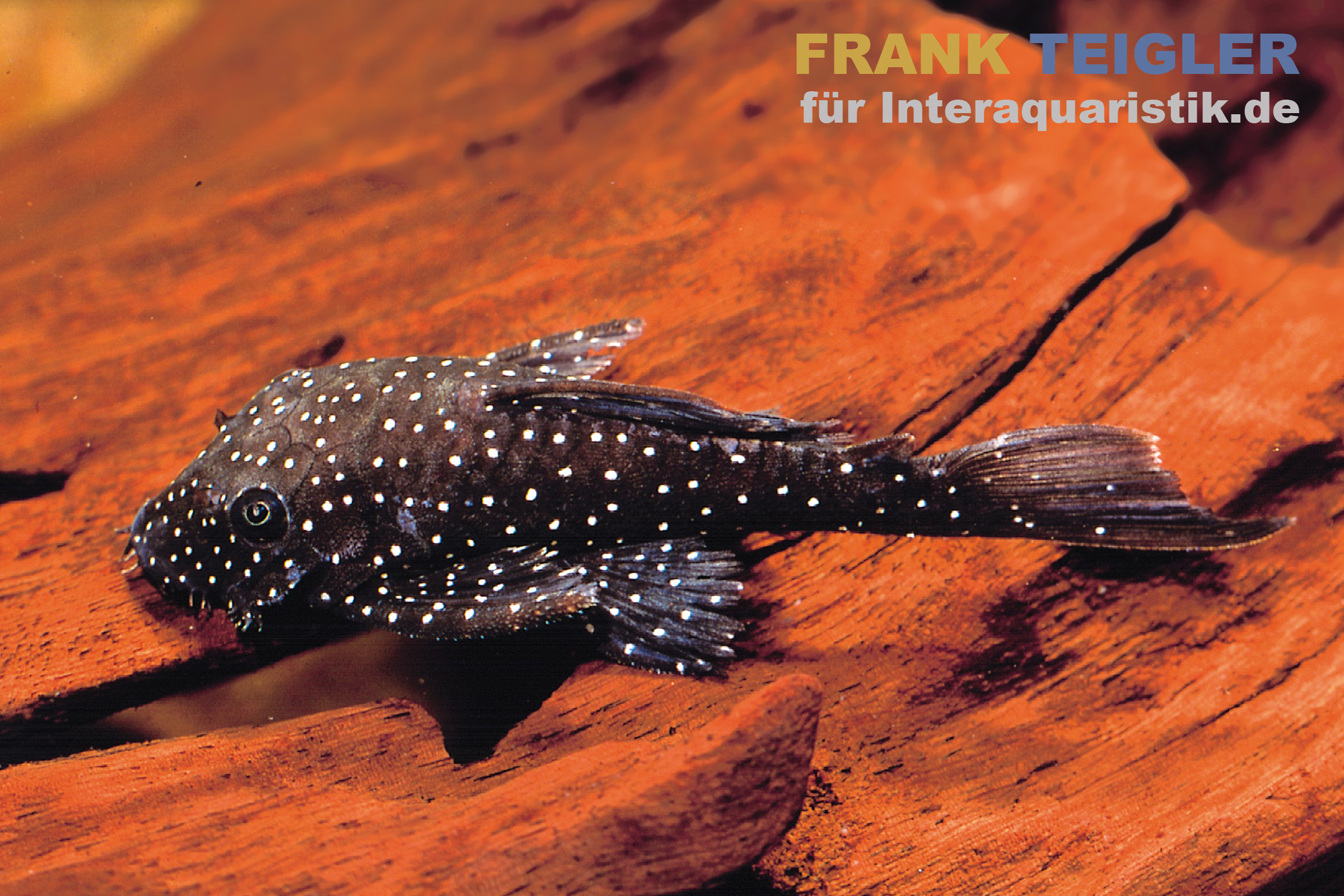 Weißpunkt-Antennenwels, L181, Ancistrus sp.