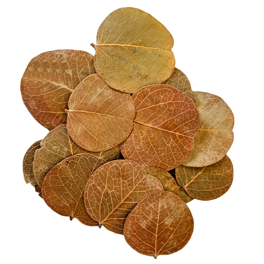 Hobby Orchid Tree Leaves, Bauhinia-Blätter (25 Stück) – runde, deutlich geaderte, schonend getrocknete Blätter für Aquarium; unbehandelt, geben Humine ab, bieten Versteck- und Weidefläche für Garnelen, Schnecken und Jungfische